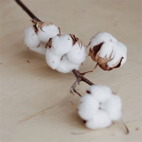 100 Cotton Fragrance Oil Scented Nest