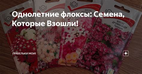Однолетние флоксы: Семена, Которые Взошли! | Грабельки мои! | Дзен