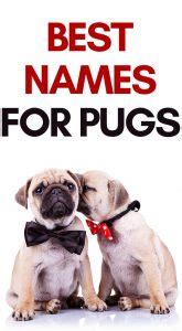 Pug Dog Names: The Ultimate List of Pug Names To Help You Out