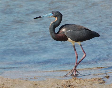 15 Birds With Long Legs With Pictures Animal Hype