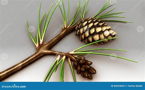 Life Cycle Of A Conifer Stock Illustration Illustration Of Tree 84224625