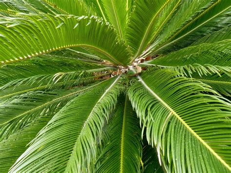 Palm tree leaves stock image. Image of palmtrees, green - 13924257