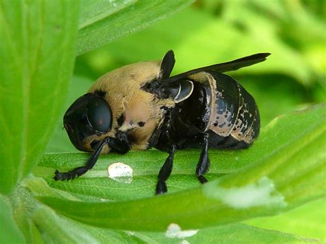 Toronto Wildlife - Bot Flies