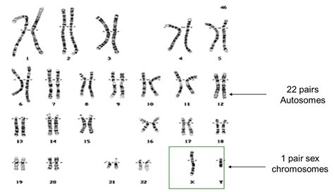 Chromosomes And Sex Grade 9 Understanding For Igcse Biology3 26 3 27 Pmg Biology