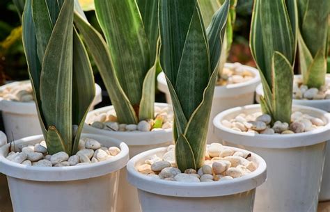 Premium Photo A Close Up Of A Plant With White Pebbles In The Middle