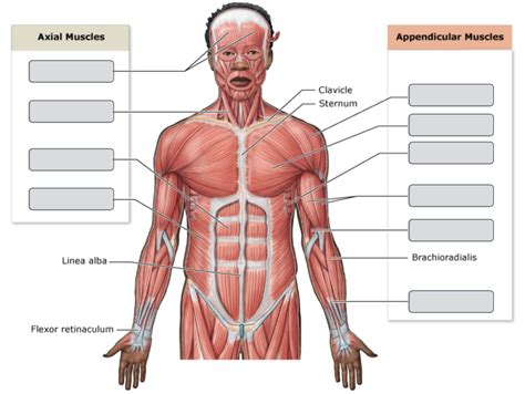 An Overview Of The Major Skeletal Muscles Anterior View Part 1