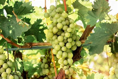 Everything You Need To Know About Sauvignon Blanc - Pinot Days