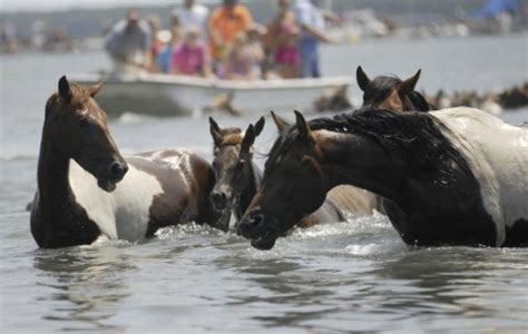 Ponies swim at Chincoteague in annual Virginia tradition - The Washington Post