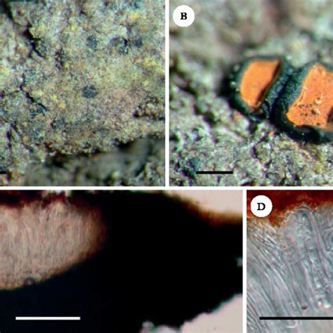 Cresponea Sorediata Holotype A Thallus B Apothecia C Section