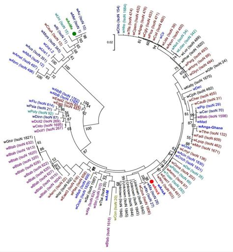 Wolbachia Multilocus Sequence Typing Mlst Phylogenetic Analysis Of