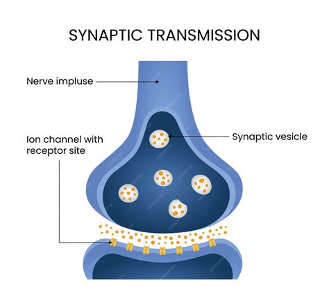 synaptic transmission diagram  medical design premium vector