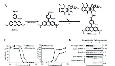 Preparation Of A Fluorescently Labeled Mensacarcin And Activity