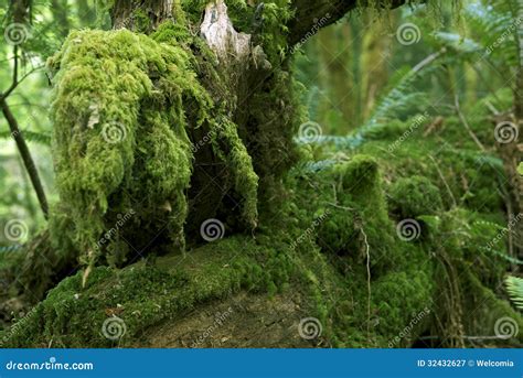moss stock image image  olympia moss green olympic