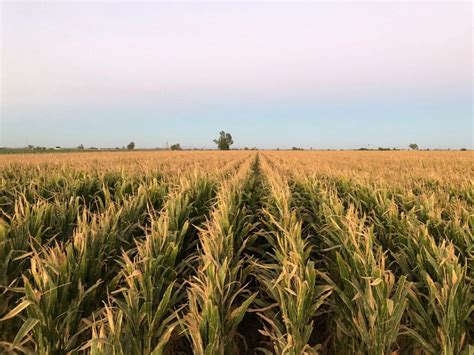 Garantiza CONAGUA dos ciclos de riego para próxima siembra Zona Franca