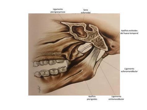 Huesos Y Musculos De Cara Y Cuello Ileana Mendoza UDocz