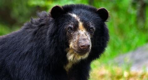 Biocidio En Chuquisaca Comunarios Asesinan A Un Oso Jucumari En El