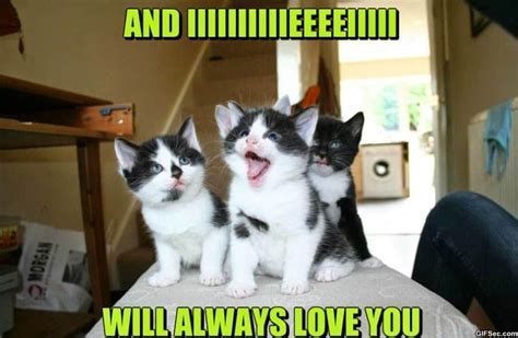 20 Very Sweet And Funny I Love You This Much Memes - SayingImages.com