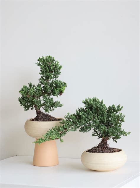 Juniper Bonsai – Plantify