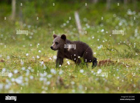 Wild grizzly bear in forest Stock Photo - Alamy