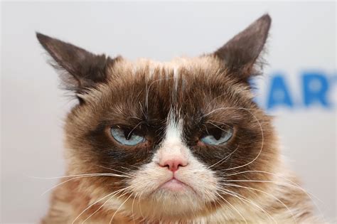 Internet's Famous Grumpy Cat Dies at Age 7 | Live Science