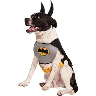 Superhero Dog Costume: The 9 Best Options For Halloween 2022 - DodoWell ...