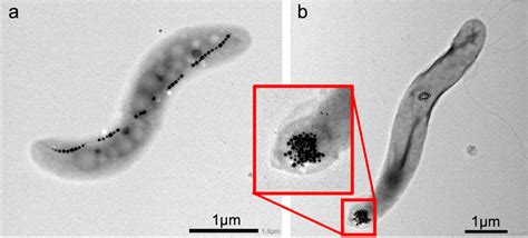 Can we engineer bacteria to regenerate tissues? - Futurum