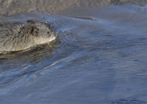 Muskrat Kit In The Wasatch Mountains Mia Mcphersons On The Wing