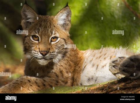 Eurasian Lynx Lynx Lynx Young Sweden Stock Photo Alamy