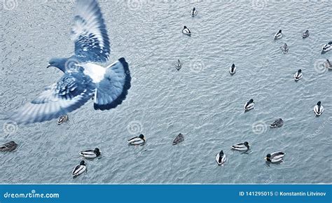 Flying Bird, Top View Of Flight, WIngs, Royalty-Free Stock Photo ...