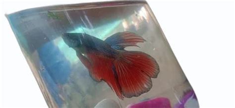 Blue Male Betta Fish, Size: 2.6 Inch at ₹ 110/piece in Erode | ID ...