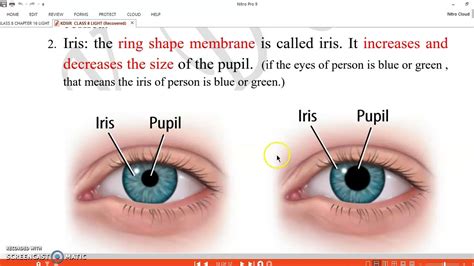 Human Eye Parts And Functions In Hindi Corneaoptic Nerve Parts Of Human Eye Youtube