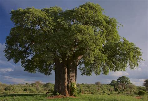 Free Baobab Baobab Tree Images Pixabay