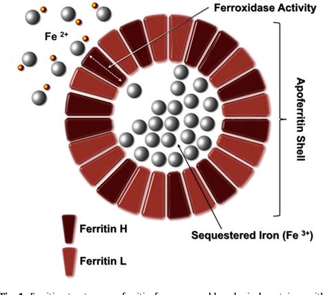 Ferritin Nedir Drbeckmann