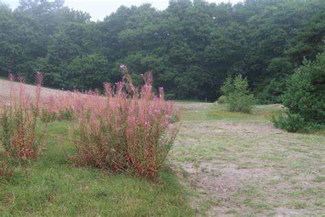 Ensam vandring längs havet och sensommarkryp Gylleboannika