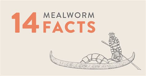 Mealworms Nutrition Facts - Bios Pics