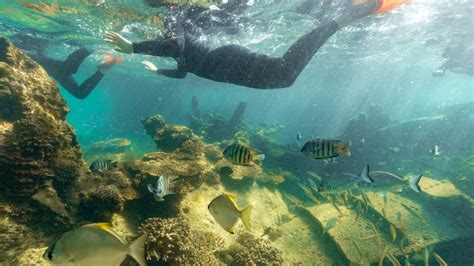 Tangalooma Wrecks Snorkel Tour From Sandstone Point Redcliffe