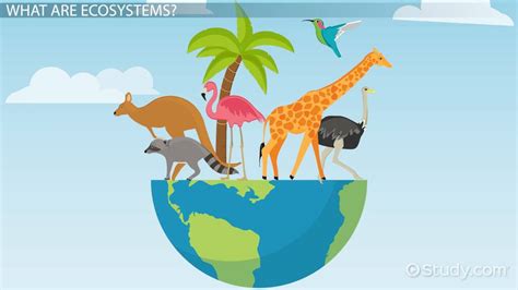 Types of Ecosystems: Lesson for Kids - Lesson | Study.com