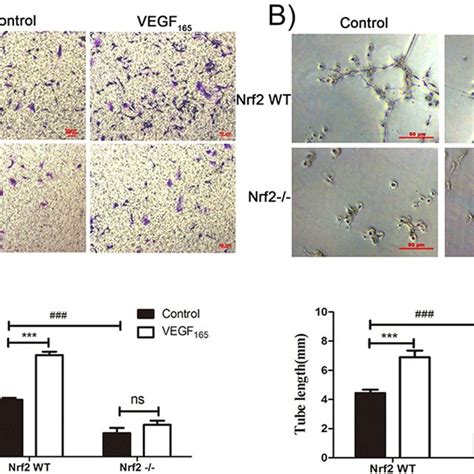 Nrf2 Knockout Attenuates Vegf 165 Induced Migration And Tube Formation Download Scientific