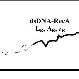 A Dsdna With A Naked Section Thin Curve And A Single Reca Domain