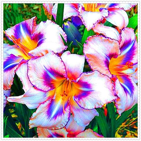 Daylily Plant For Planting Beautify Environment Daylilies Bulbs For