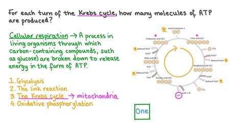 Krebs Cycle Atp at Jerrod Dever blog