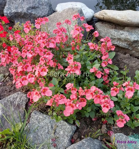 Диасция Darla Deep Salmon | Flora Altay