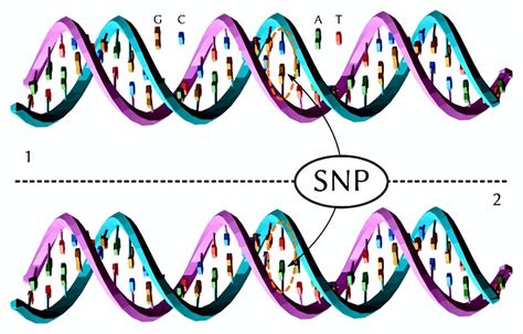 玩转sanger测序仪丨专题二十四：单核苷酸多态性（snp）分析 哔哩哔哩