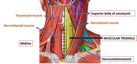 Anterior Triangle of Neck – Submental and Muscular Triangles – Anatomy QA