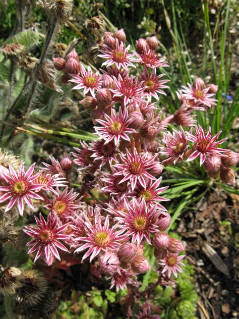 Sempervivum Cv North American Rock Garden Society