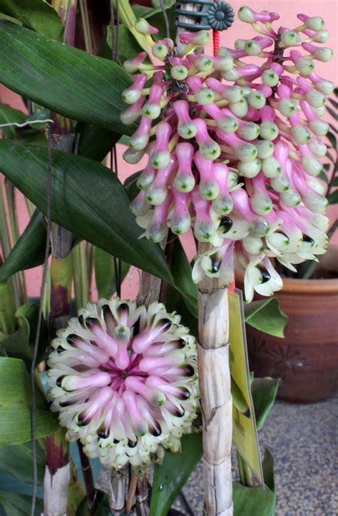 gousicteco: Orchid Plant Types Images