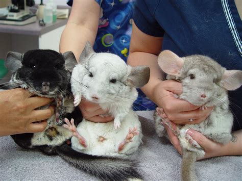 can chinchilla injured for beginners 4