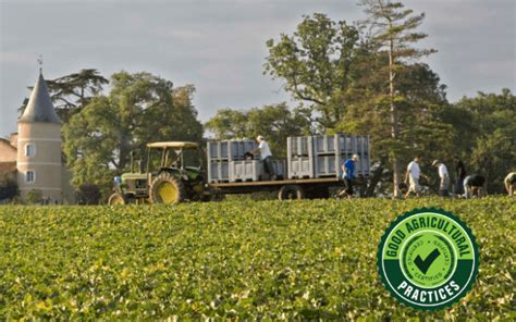 Melon Fields Bionov Worlds Largest Sod Producer