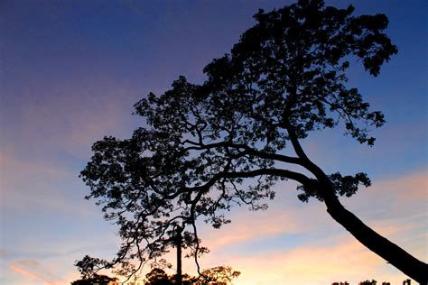 Fotos Gratis Paisaje Rbol Naturaleza Horizonte Rama Silueta