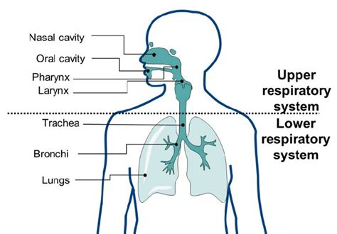 Anatomy Of Respiratory System Download Scientific Diagram